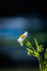 【 花 】