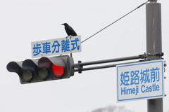 【 姫路城前のカラス 】
