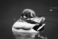 【 マガモ 】