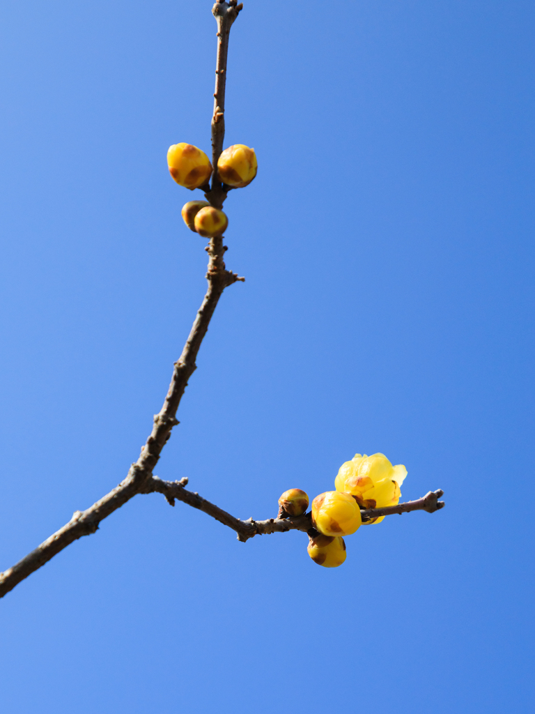 【 春の訪れ 】