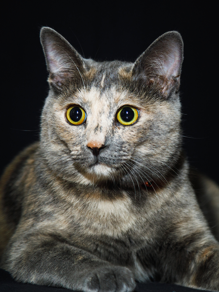 【 吾輩は猫である 】
