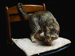 【 我が家の猫 】