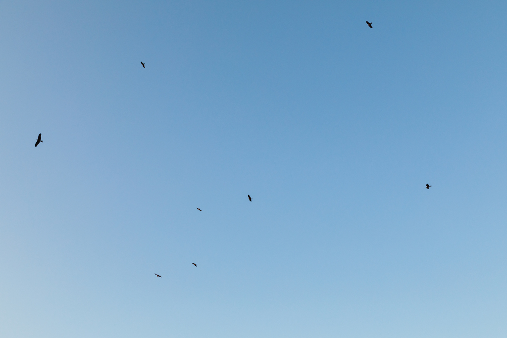 【 空を舞う 】