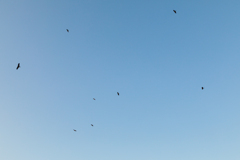 【 空を舞う 】