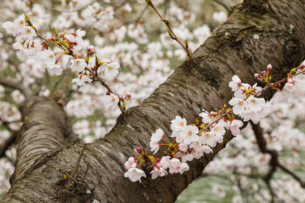 【 桜満開 】