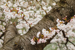 【 桜満開 】