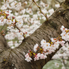 【 桜満開 】