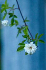 【 花 】