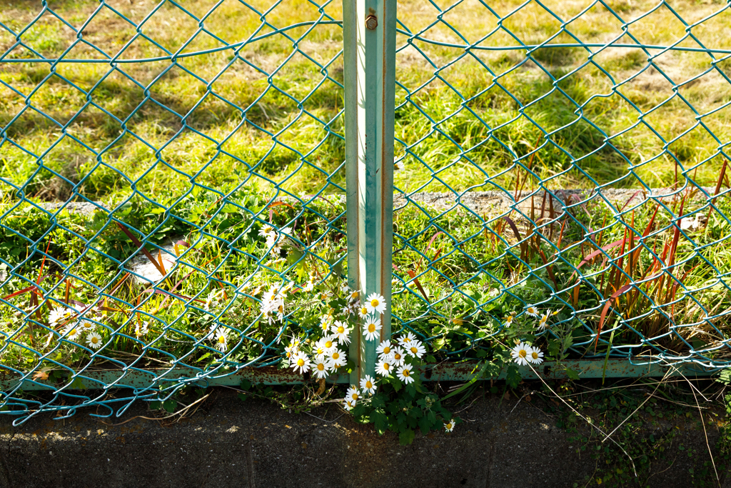 【 野に咲く花のように 】