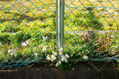 【 野に咲く花のように 】