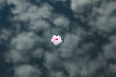 【 花空 】