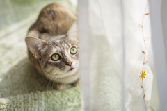 【 我が家の猫 】