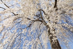 【 桜咲く 】