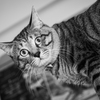 【 レオという名の猫 】