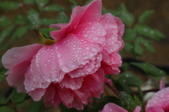 【 雨の日 】