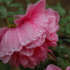 【 雨の日 】