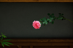 【 花 】