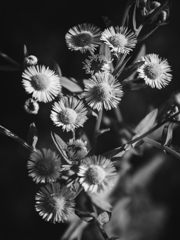 【 花 】