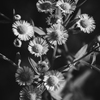 【 花 】