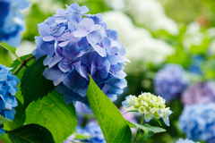 【 紫陽花 】