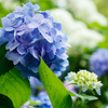 【 紫陽花 】
