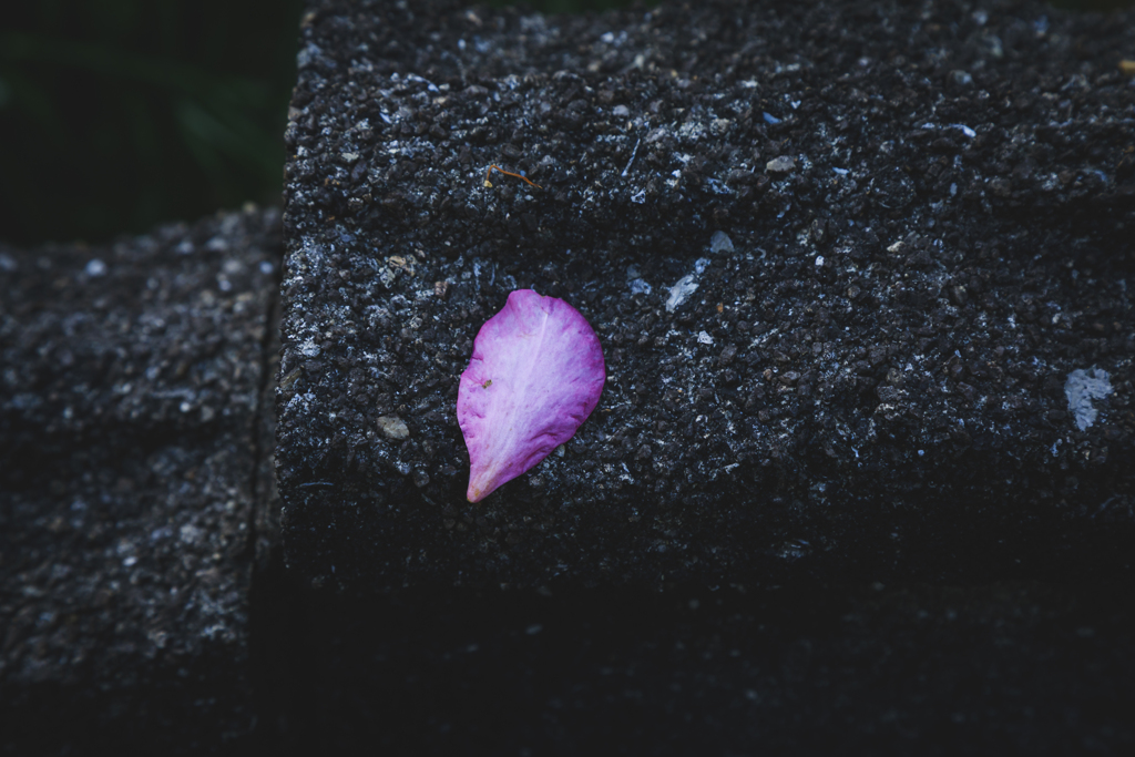 【 花びら 】