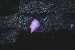 【 花びら 】