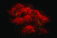 【 紅ノ花束 】