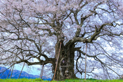 【 醍醐桜 】