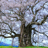 【 醍醐桜 】