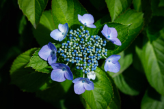 【 紫陽花 】