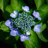 【 紫陽花 】