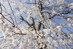【 サクラ 】