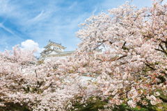 【 姫路の春 2024年 】