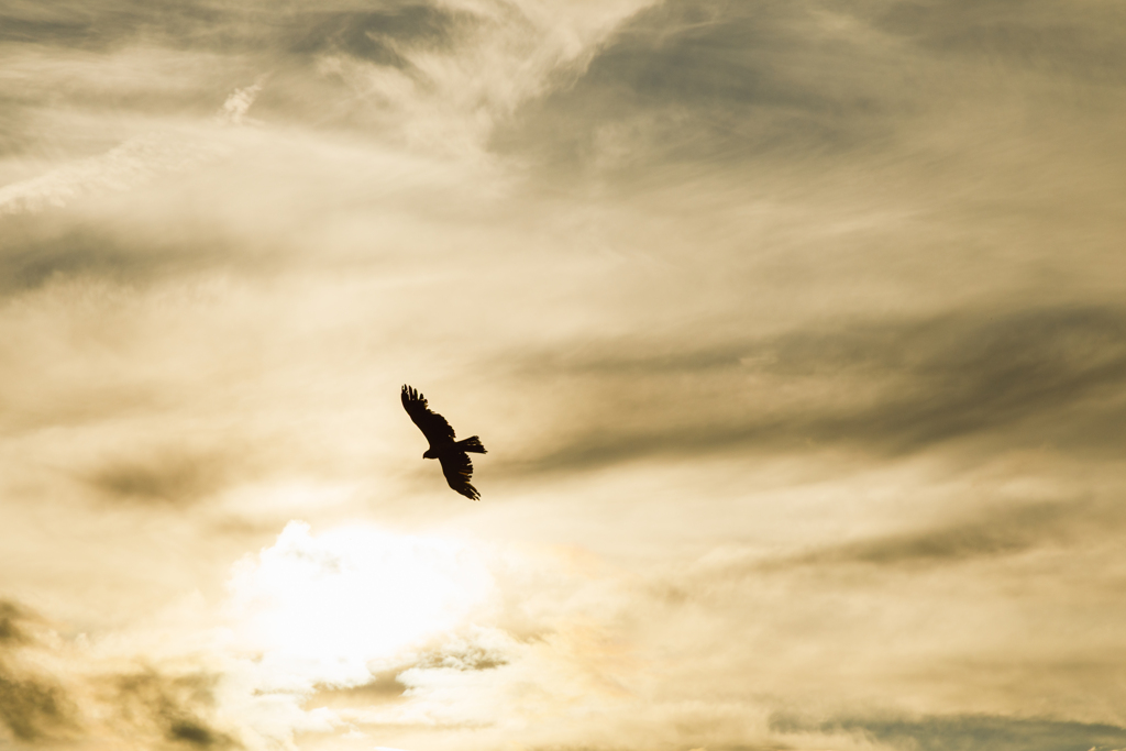 【 空と鳶と 】