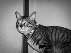 【 レオという名の猫 】