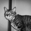 【 レオという名の猫 】