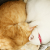 【 我が家の猫 】