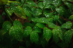 【 雨粒 】