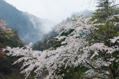 【 里山の春 】