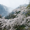 【 里山の春 】