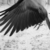 【 鴉 】