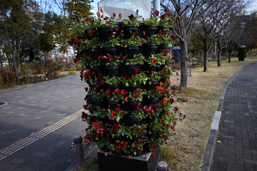 お台場の花壇　冬