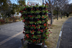 お台場の花壇　冬