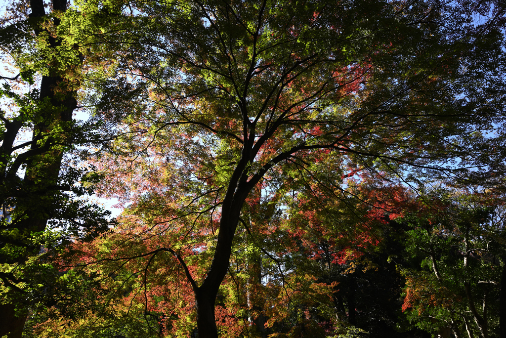 六義園入口付近