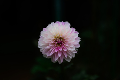 神代植物公園