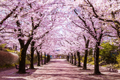 赤羽の桜