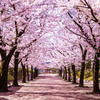 赤羽の桜