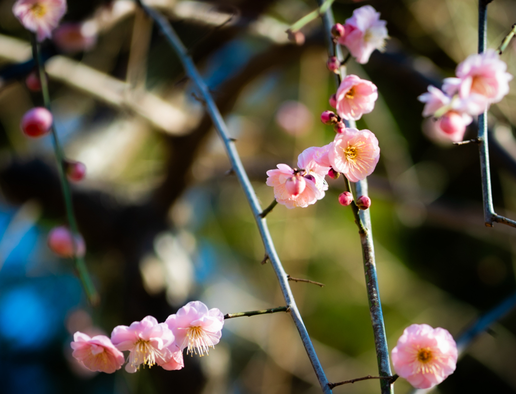 東京庭園美術館