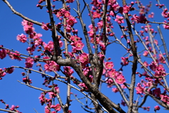 浮間公園の梅の花